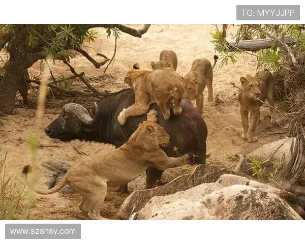 南非三人核心助力球队逆境突围成功即便被扣三分依然顺利晋级